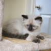 Photo №3. Top Breed Ragdoll Kittens available now. United States