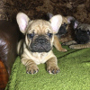 Photo №2 to announcement № 8531 for the sale of french bulldog - buy in Ukraine 