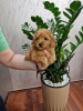 Photo №3. Miniature poodle. Serbia