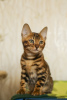 Photo №1. bengal cat - for sale in the city of Иваново | negotiated | Announcement № 23569