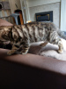 Photo №3. Bengal Cats kittens available for Adoption. Netherlands