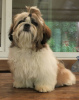 Photo №1. shih tzu - for sale in the city of Kharkov | 1000$ | Announcement № 52186