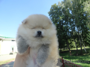 Photo №2 to announcement № 7218 for the sale of pomeranian - buy in Belarus breeder