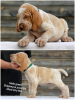 Photo №2 to announcement № 7484 for the sale of bracco italiano - buy in Russian Federation breeder
