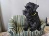 Photo №4. I will sell schnauzer in the city of Warsaw. breeder - price - 884$