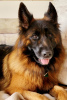 Photo №1. german shepherd - for sale in the city of Lake Forest | 4000$ | Announcement № 61345