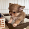 Photo №3. Absolutely Stunning pentue blues- ja Blue and White Chihuahua Puppies Top. Finland