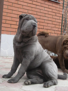 Photo №1. Mating service - breed: shar pei. Price - 300$