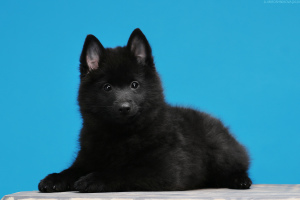 Additional photos: Schipperke male