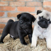 Photo №1. pug - for sale in the city of Штутгарт | 423$ | Announcement № 106094