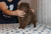 Photo №1. pomeranian - for sale in the city of Petrozavodsk | 519$ | Announcement № 7917