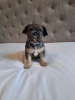 Photo №1. french bulldog - for sale in the city of New York | 600$ | Announcement № 103577