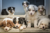 Photo №1. australian shepherd - for sale in the city of Copenhague | 528$ | Announcement № 125656