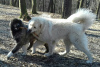 Photo №3. We offer a large male Caucasian Shepherd, white color in Ukraine. Announcement № 11229