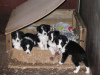 Photo №2 to announcement № 118080 for the sale of non-pedigree dogs - buy in Germany private announcement