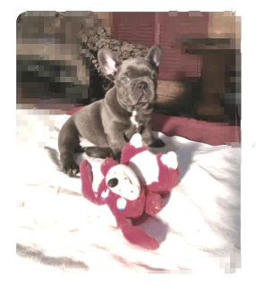 Photo №1. french bulldog - for sale in the city of Kiev | Is free | Announcement № 4122