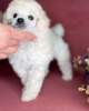 Additional photos: toy poodle puppies