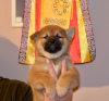 Photo №4. I will sell shiba inu in the city of Nizhny Novgorod. private announcement, from nursery, breeder - price - negotiated