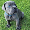 Photo №1. cane corso - for sale in the city of Valmadonna | negotiated | Announcement № 24950