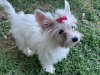 Photo №4. I will sell yorkshire terrier in the city of Ioannina. breeder - price - 2325$