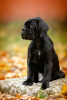 Photo №1. cane corso - for sale in the city of Bobruisk | 600$ | Announcement № 26256