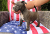 Additional photos: American Bully Pocket ABKC GrChampions