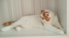 Photo №3. Luxurious young cat for breeding work!. Belarus