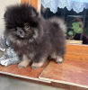 Photo №4. I will sell pomeranian in the city of Cologne. private announcement, breeder - price - 2000$