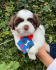 Photo №2 to announcement № 44109 for the sale of shih tzu - buy in Germany breeder