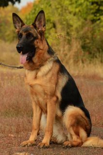 Photo №2 to announcement № 4535 for the sale of german shepherd - buy in Ukraine from nursery, breeder
