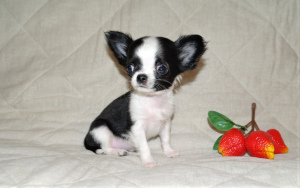 Photo №3. Sold Chihuahua babies, age 2 months.. Russian Federation