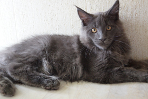 Photo №1. maine coon - for sale in the city of Arkhangelsk | negotiated | Announcement № 6328