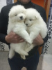 Photo №2 to announcement № 7999 for the sale of samoyed dog - buy in Belarus private announcement