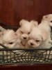 Photo №2 to announcement № 8934 for the sale of maltese dog - buy in Belarus from nursery