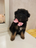 Photo №2 to announcement № 64123 for the sale of non-pedigree dogs - buy in Russian Federation private announcement