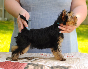 Additional photos: Yorkshire terrier boys for sale!