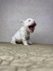 Photo №4. I will sell french bulldog in the city of Москва. breeder - price - 3500$