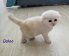 Photo №4. I will sell scottish fold in the city of Tula. from nursery, breeder - price - 196$