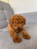 Photo №3. Gorgeous boy Toy Poodle. Switzerland