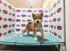 Photo №1. shiba inu - for sale in the city of Bruges | 160$ | Announcement № 75564