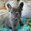 Photo №1. french bulldog - for sale in the city of Валлетта | Is free | Announcement № 82033