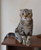 Photo №3. Scottish kitten Chocolate marble. Russian Federation