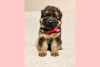 Photo №1. german shepherd - for sale in the city of Kozy | 1040$ | Announcement № 28400