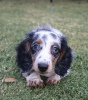 Photo №1. dachshund - for sale in the city of Гамбург | 634$ | Announcement № 98350