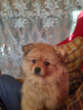 Photo №2 to announcement № 10619 for the sale of pomeranian - buy in Belarus breeder