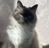 Photo №1. birman - for sale in the city of Munich | 423$ | Announcement № 109756