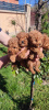 Additional photos: Toy poodle puppies