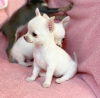 Photo №2 to announcement № 76850 for the sale of chihuahua - buy in Belgium 