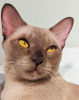Additional photos: Burmese cat for breeding