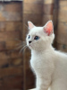 Additional photos: British shorthair blue eyes boy